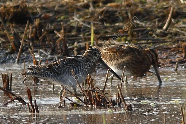 Wilson's Snipe